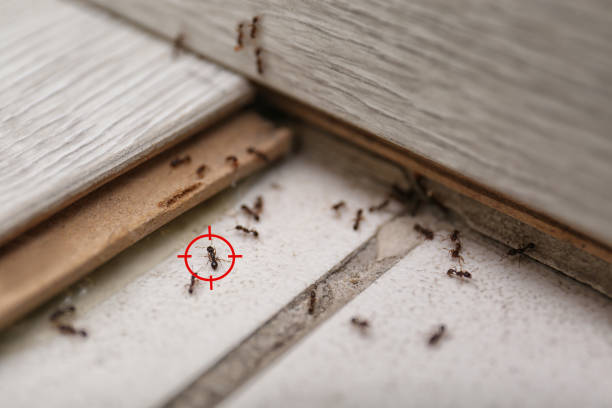 Best Pest Prevention Services  in Lebanon, KY
